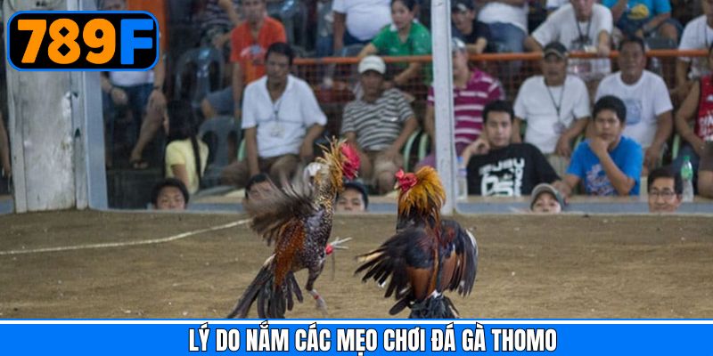 Những lợi ích khi biết và sử dụng mẹo chơi chọi kê Thomo 