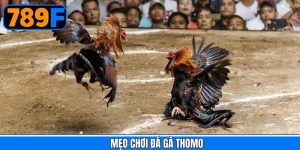 Mẹo Chơi Đá Gà Thomo - Dễ Áp Dụng, Nâng Cao Cơ Hội Thắng