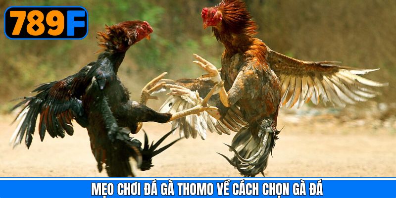 Một số mẹo chọn chiến kê hiệu quả trong đá gà Thomo